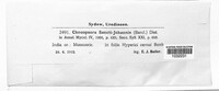 Image of Melampsora sancti-johannis
